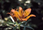 Le foto della flora della RNMD nella Carta tematica