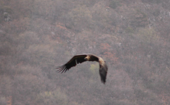  Grifone in volo mentre batte le ali (FOTO 3)