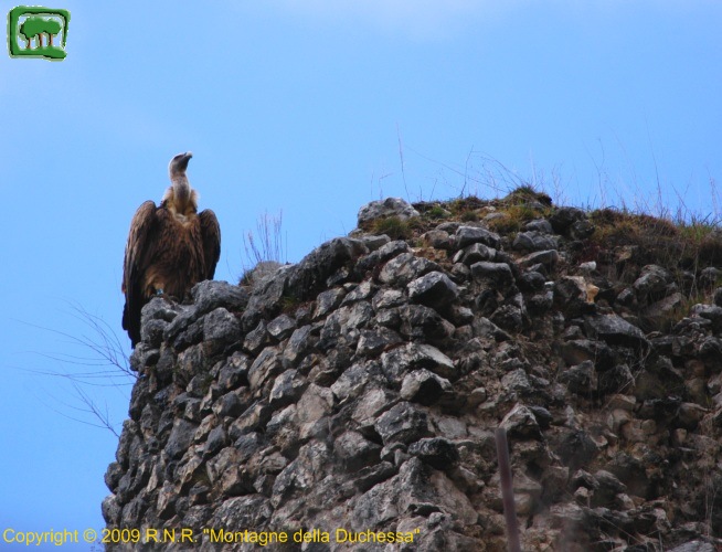 Un Grifone posato sulla Rocca di Corvaro (10)