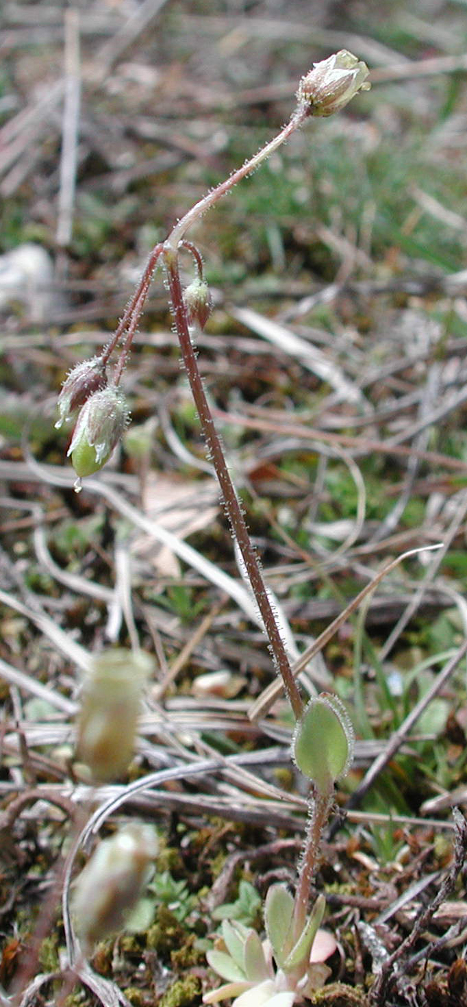 Holosteum umbellatum L. subsp. umbellatum [23 Marzo]