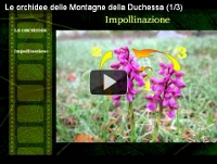 Video guida Le orchidee parte 1 di 3
