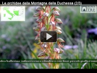 Video guida Le orchidee parte 2 di 3
