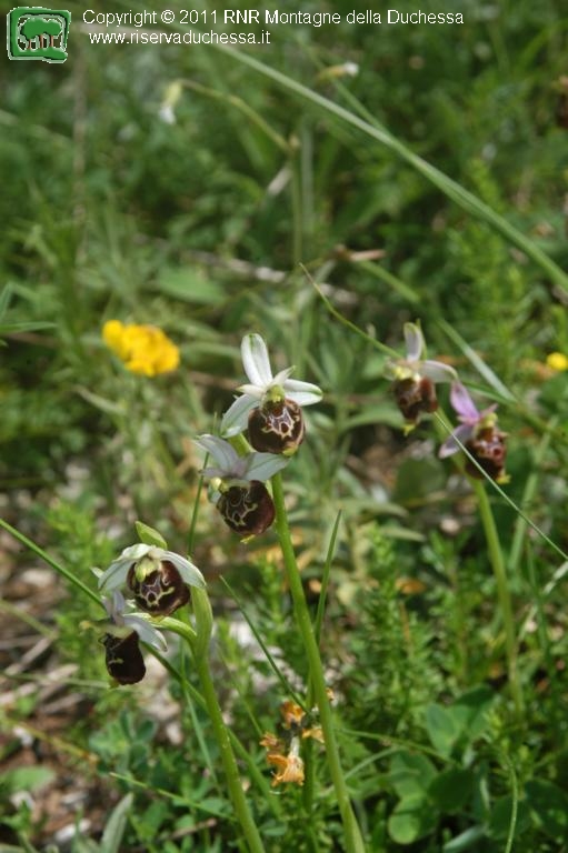 Ophrys tetraloniae
