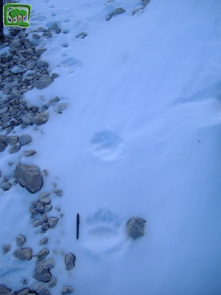 Foto:  tracce su neve di un orso bruno marsicano (Foto:  n. 1)