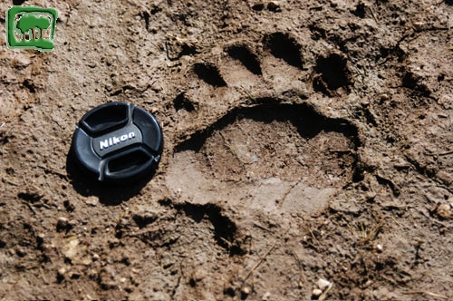Foto:  tracce su fango di orso bruno marsicano (Foto:  n. 11)