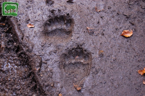 Foto:  tracce su fango di orso bruno marsicano (Foto:  n. 14)