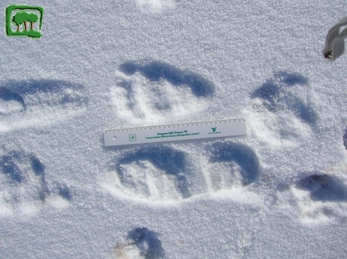Foto:  tracce su neve di orso bruno marsicano (Foto:  n. 3)