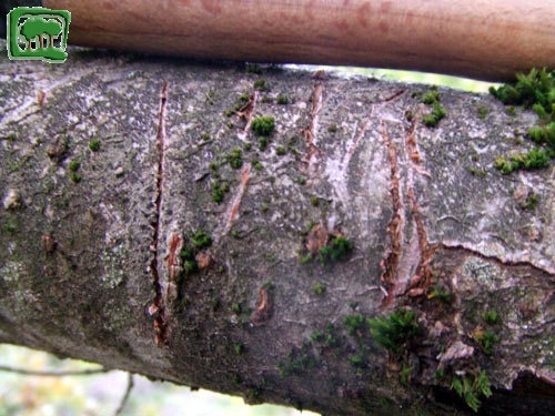Foto:  graffi su albero di orso bruno marsicano (Foto:  n. 27)