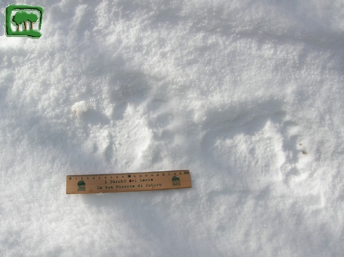Foto:  tracce su neve di orso bruno marsicano (Foto:  n. 6)