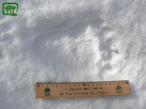 Foto:  tracce su neve di orso bruno marsicano (Foto:  n. 8)