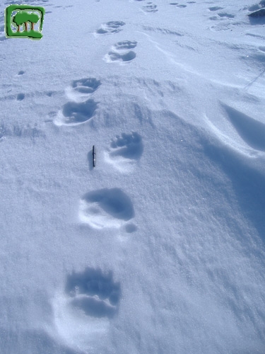 Le tracce inconfondibili sulla neve dell'orso bruno marsicano