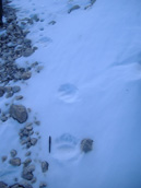 Foto  tracce su neve dell'Orso Bruno Marsicano n.1