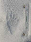Foto  tracce su neve dell'Orso Bruno Marsicano n.5