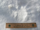 Foto  tracce su neve dell'Orso Bruno Marsicano n.7
