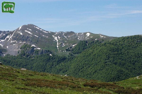 Veduta della faggeta di Fossa Conca e la cima del Morrone (2141m.) dal M.S.Rocco 