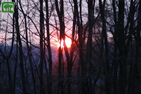 Il tramoto filtrato dai carpini
