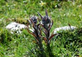 Le foto della Flora dell'appennino centrale nella Riserva Naturale Regionale Montagne della Duhcessa