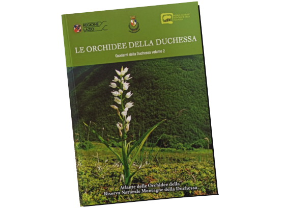 Immagine della copertina con Cephalanthera longifolia su una prateria d'altitudine