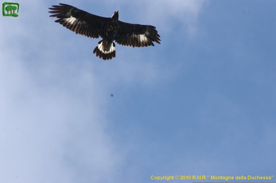 Aquila giovane