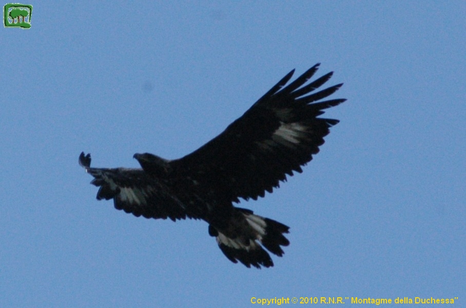 Aquila giovane