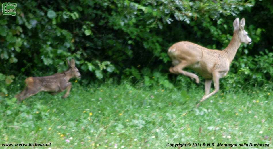 Foto capriolo (Capreolus capreolus) numero 11