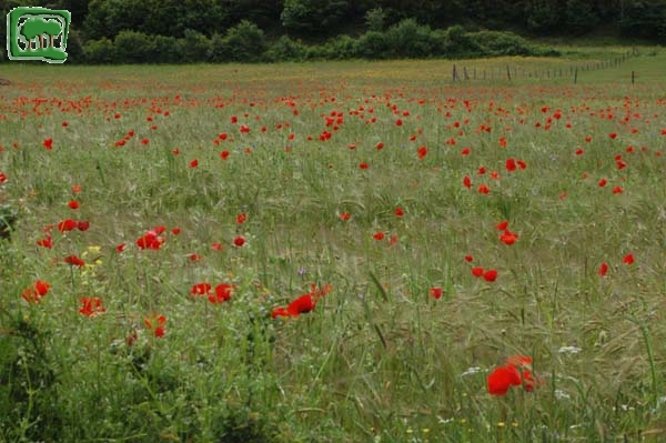 Fioritura di papaveri sui prati di Cartore