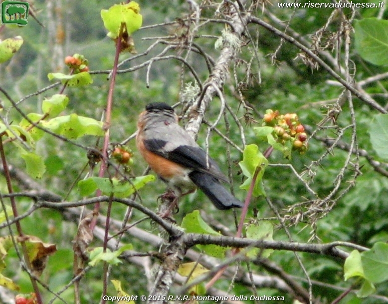 Ciuffolotto (Pyrrhula pyrrhula Linnaeus, 1758)