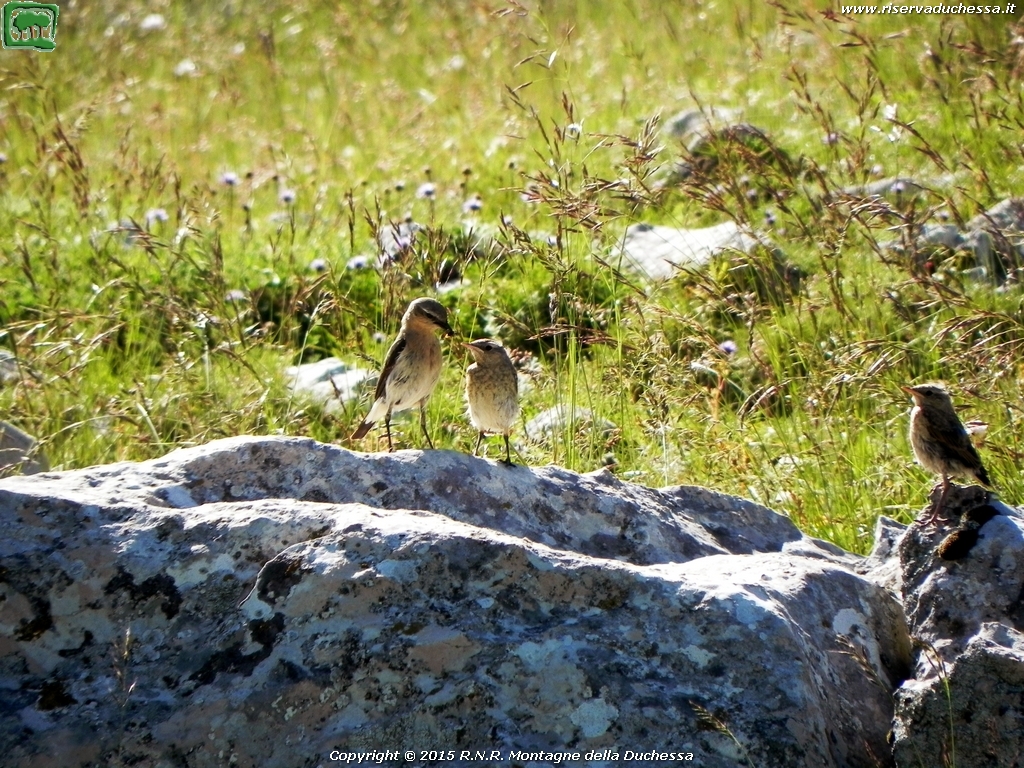 Culbianco (Oenanthe oenanthe Linnaeus, 1758: imbeccata)