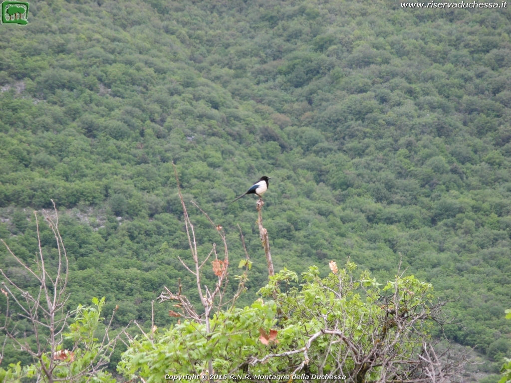 Gazza (Pica pica Linnaeus, 1758)