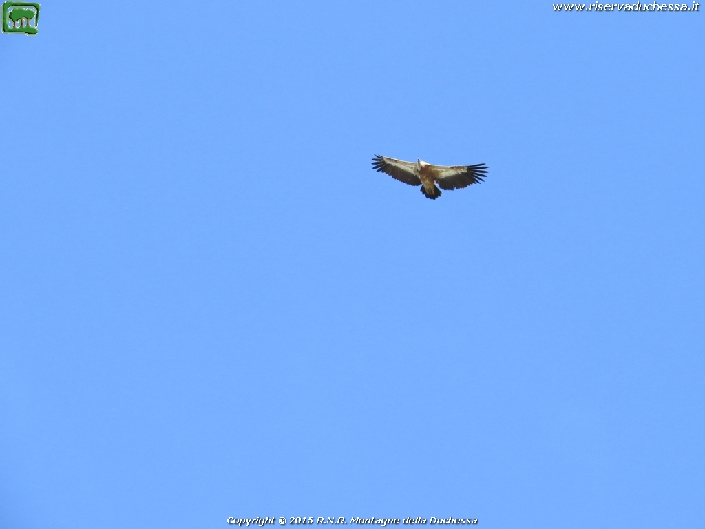 Grifone (Gyps fulvus Linnaeus, 1758)
