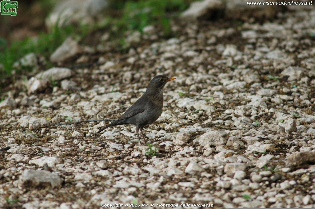 Merlo (Turdus merula Linnaeus, 1758)