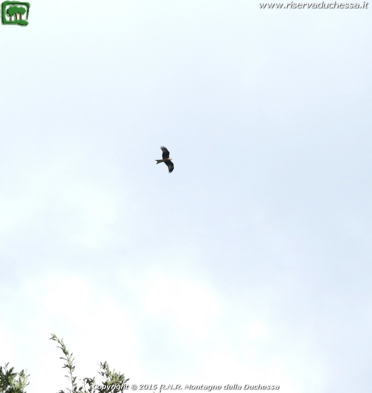 Nibbio reale (Milvus milvus Linnaeus, 1758)