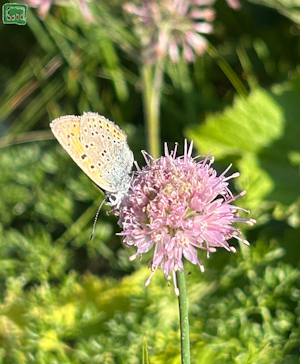 Allium ducissae in piena fioritura