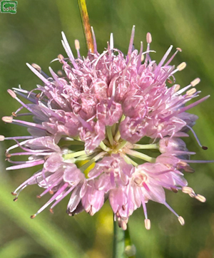Allium ducissae in piena fioritura