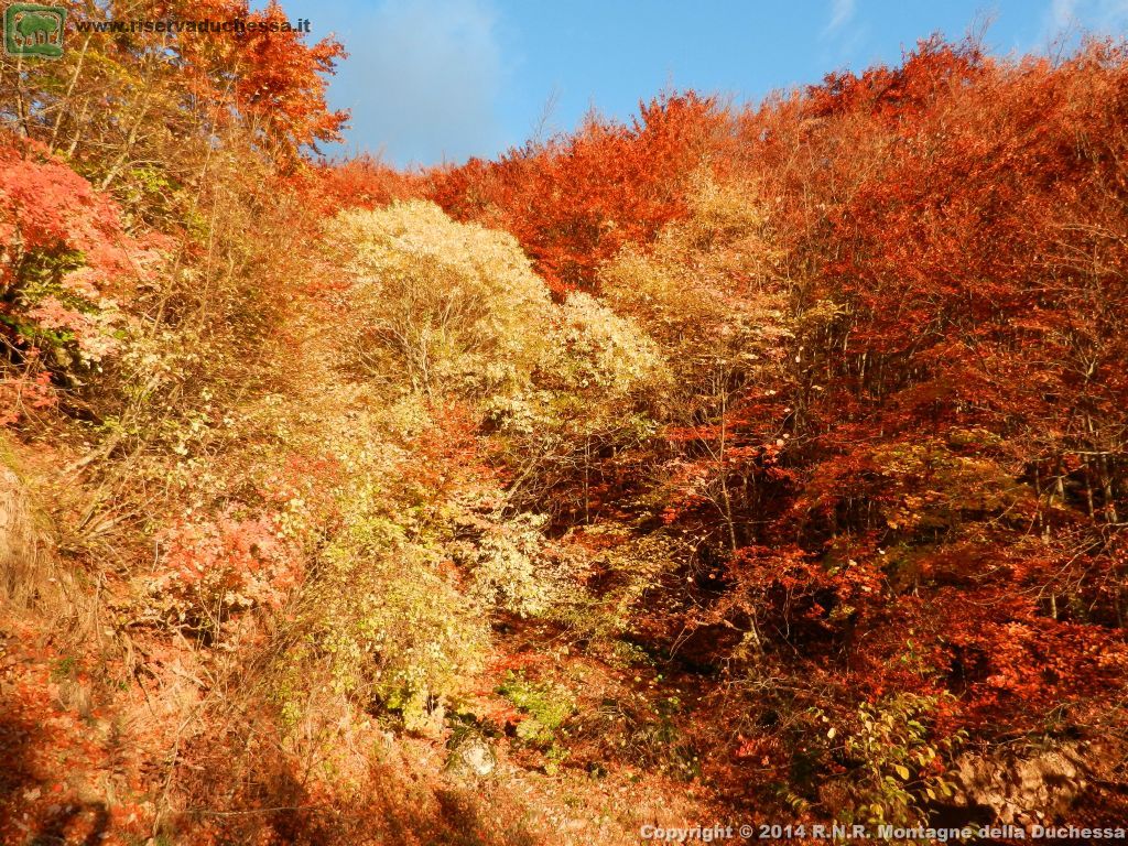 Bosco autunnale