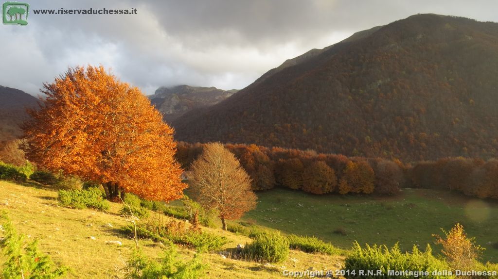 Faggeta autunnale