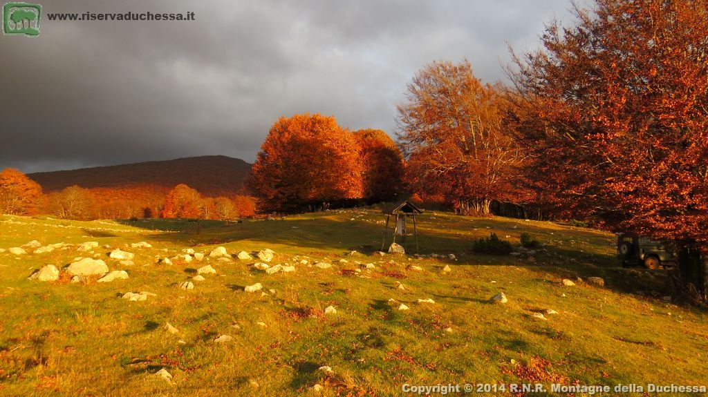 Faggeta autunnale