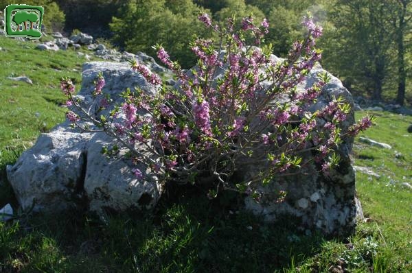 Dafne mezereo(Daphne mezereum L.)