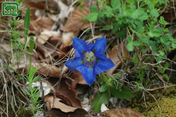 Gentiana appenninica (Gentiana dinarica Beck)