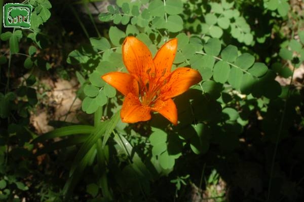 Giglio di San Giovanni (Lilium bulbiferum L. subsp. croceum Baker)