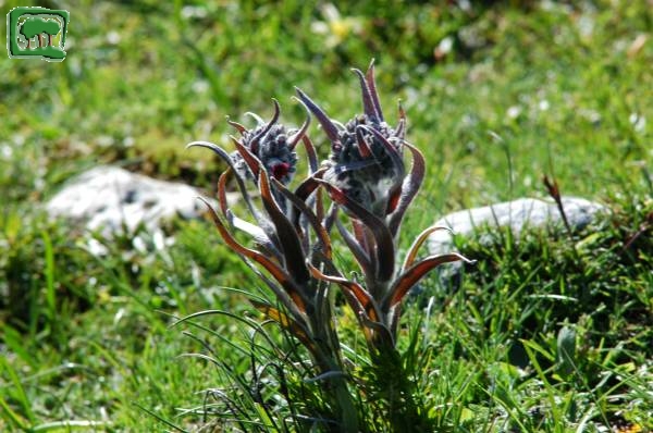 Lingua di cane della Majella (Cynoglossum magellense Ten.)