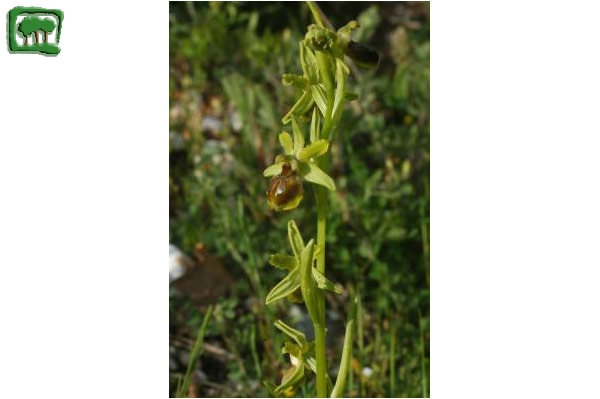 Ofride verde-bruna (Ophrys sphegodes Mill.