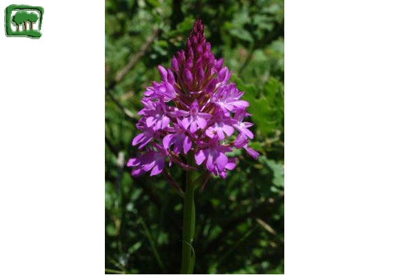 Orchide (Anacamptis pyramidalis Rich.)