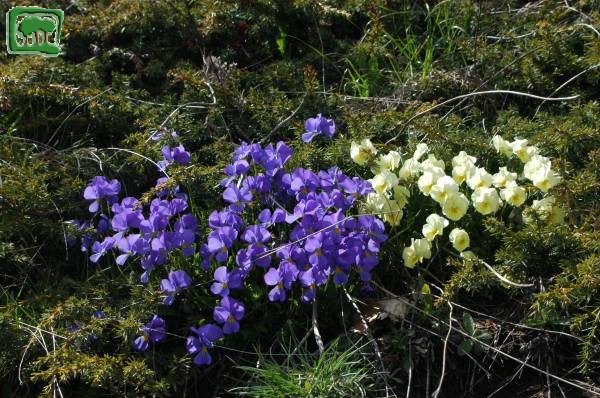 Viola di eugenia (Viola eugeniae Parl. subsp eugeniae )