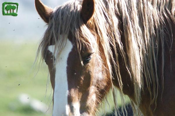 Cavalli allo stato brado in quota, particolare (2)