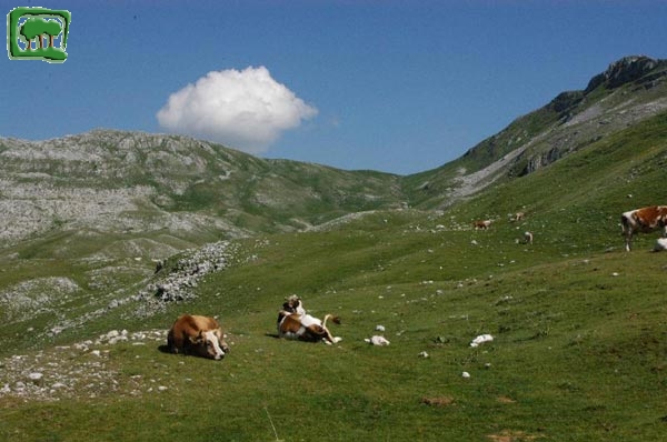 L'alpeggio dei bovini in quota nei mesi estivi.(1)