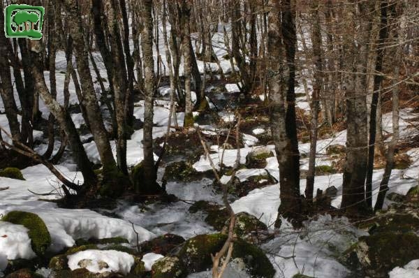 Faggeta in quota, periodo invernale