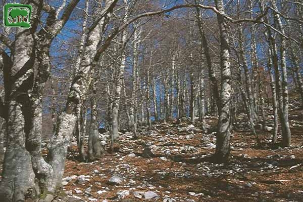 La faggeta prima del risveglio primaverile