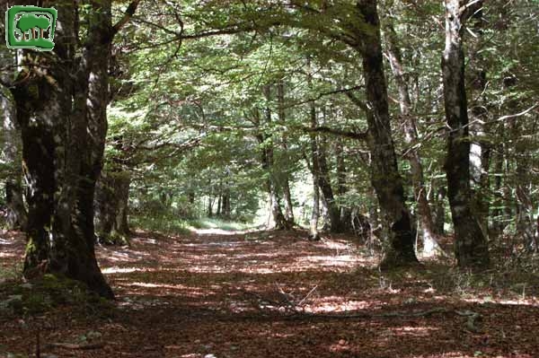 Val di Teve, passaggio nella faggeta