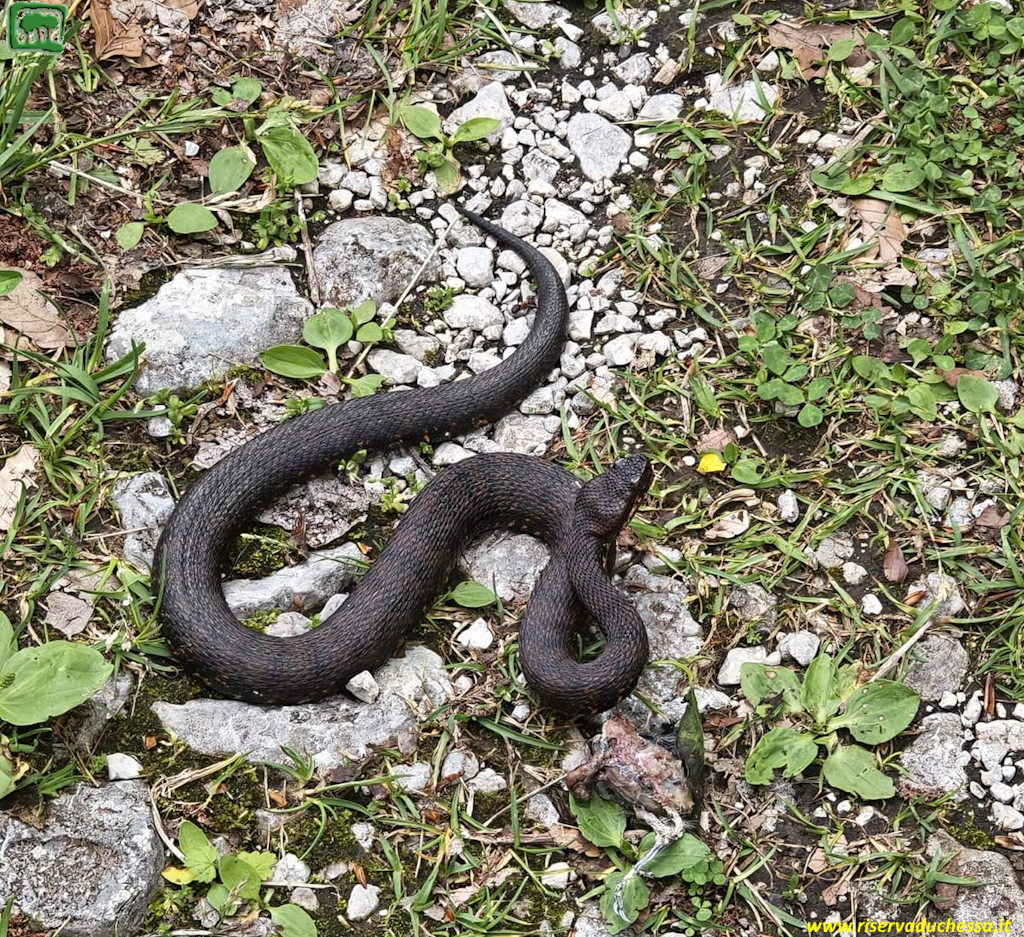 Vipera aspis melanica fotografata nel suo habitat naturale